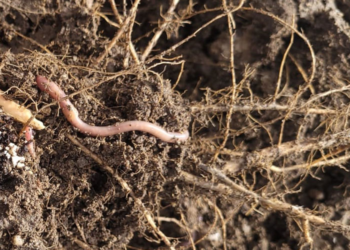 worm in soil